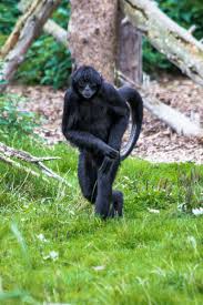 Spider Monkey And Dublin Zoo In Ireland Spider Monkey Dublin Zoo Orangutan