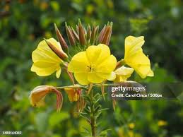 Image result for Onagraceae