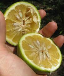 Image result for Citrus × aurantium
