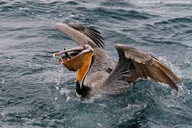 Image result for pelican