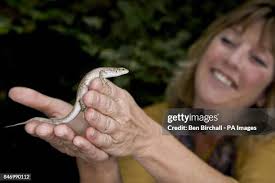 814 Sue Moore Stock Photos, High-Res Pictures, and Images