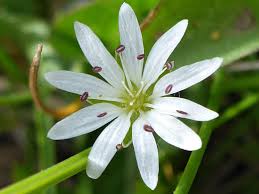 Image result for Stellaria