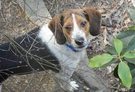 Brew Foster Yahoo Gorgeous Boy Rescue Dogs For Adoption Beagle Rescue Dog Adoption
