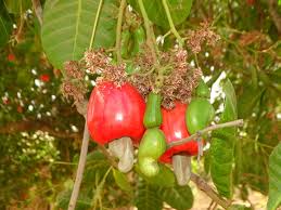 Training members on cashew farm management - FGCFA
