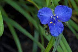 Le foglie ed i fiori di questa campanula sono commestibili, e vengono utilizzati a crudo nelle insalate. Tradescantia Piante Da Interno Tradescantia Da Appartamento