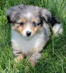 Akc australian shepherds (of a smaller size) from maine! Toy Mini Australian Shepherd Pups For Sale Co Tug Yurhart Aussie Puppies Puppies For Sale Aussie Puppies For Sale