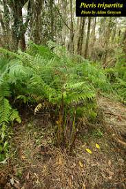 Image result for Pteris tripartita