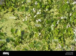 Image result for Caldesia parnassifolia