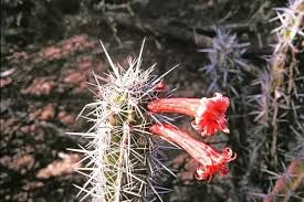 Like their spines, cactus flowers are variable. What Do Cactus Flowers Look Like Quora