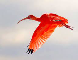 Eind september starten er werken aan de naamsesteenweg in het meerdaalwoud. Vroege Vogels Foto Vogels Rode Ibis In Volle Vlucht