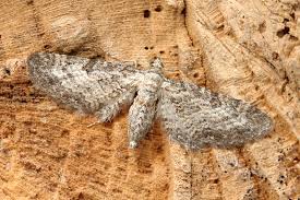 Image result for Eupithecia subumbrata