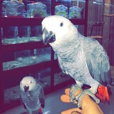 طرح ترخیص وسایل نقلیه توقیفی از فردا اجرا می شود. Amazonpet On Twitter ØµÙ† ÙƒÙˆÙ†ÙŠØ± Ø·ÙŠÙˆØ± ØµÙ† ÙƒÙˆÙ†ÙŠØ± ÙƒØ§Ø³ÙƒÙˆ Ø¨ØºØ¨ØºØ§Ø¡ Ø§Ù…Ø§Ø²ÙˆÙ† ÙƒØ§ÙŠÙƒÙŠ Ø¹ØµØ§ÙÙŠØ± Ø¯Ø¨ÙŠ Ø§Ù„Ø§Ù…Ø§Ø±Ø§Øª Https T Co Qexiccfljm