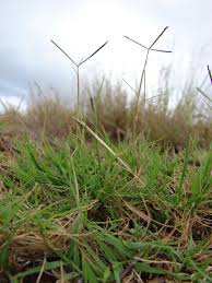 Image result for Cynodon incompletus