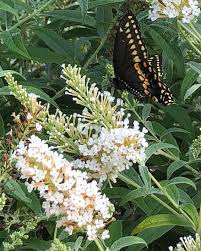 Image result for Buddleja davidii