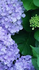 Romantic Purple Flowers Pretty Sure These Are Hydrangea Romantic Purple Flowers Pretty Sure These Are Hydrange Flowers Nature Beautiful Flowers Purple Flowers