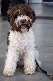 Weitere anzeigen aus der rubrik: Der Lagotto Romagnolo Wasserhund Lagotto Romagnolo Bergstrasse