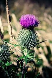 For centuries, many scottish towns have had official pipers, paid by local taxes. Flower Of Scotland Singing The Song In My Heart