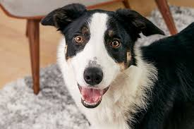 Ankc reg breeder 4100227776 brisbane qld. Border Collie Full Profile History And Care