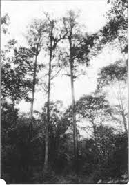 Image result for Casuarina junghuhniana