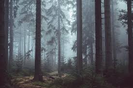 Choose from a curated selection of the perfect free zoom virtual backgrounds. Forest Woods Misty Forest Trees Mysterious Eerie Zoom Background Pikist