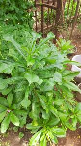 Image result for Talinum fruticosum