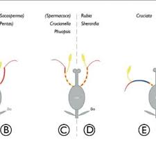 Image result for Galium scabrellum