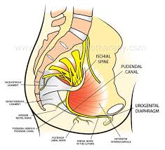 The area and muscles between the legs of both men and women is considered the groin area. Ischial Prolotherapy Journal Of Prolotherapy