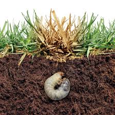 How to get rid of grubs in garden soil. How To Get Rid Of Grubs Inch S Natural Lawn Care