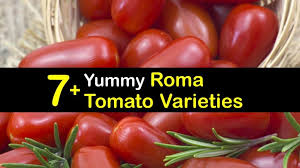 I am freezing these for making sauce for the fall. 7 Yummy Roma Tomato Varieties