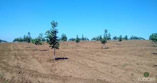 Nucii altoiţi intră pe rod cu câţiva ani mai devreme faţă de nucii nealtoiţi. RecomandÄƒri Pentru Plantarea È™i Ingrijirea In Primii Ani A Unei Livezi De Nuc I Pepiniera VoineÈ™ti