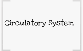 As your heart beats, it pumps blood through a system of blood vessels called the circulatory system. Systems Flow Chart Circulatory System By Kayleigh Sims On Prezi Next