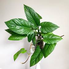 A L I V I A On Instagram My Conversation With Philodendron Ernestii Me Ernestii You Are Out Of Control I Need To In 2020 Philodendron Annual Plants Mini Plants