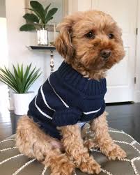 Cozy Coastal Sweater Human Sizes Only Dog Clothes Cute Dog Clothes Boy Dog Clothes