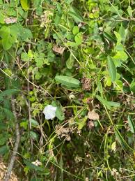 Image result for Aniseia martinicensis