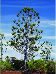 Image result for Araucariaceae