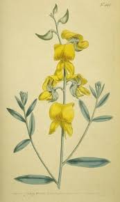 Image result for Crotalaria semperflorens