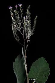 Image result for Wigandia urens