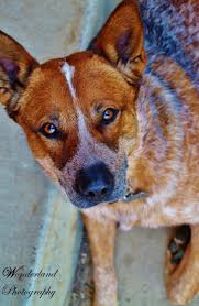 Der begriff 'col' o 'coll'des alten schottischen was bedeutet'schwarz'. Photography Queensland Australian Wonderland Portrait Heeler Cattle Animal Puppy Red Dog Byre Heeler Puppies Blue Heeler Dogs Australian Dog Breeds