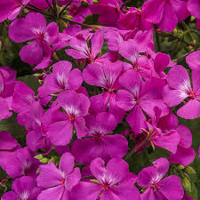 Image result for Pelargonium