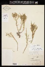 Image result for Sarcocornia natalensis
