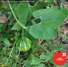 Image result for Cucurbita pepo