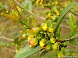Image result for Ochna ovata