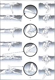 Image result for ‫کرال سینه‬‎