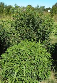 Image result for Pearsonia cajanifolia