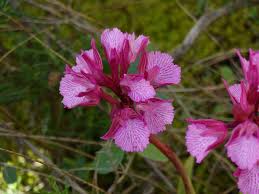 Image result for Brachycorythis buchananii