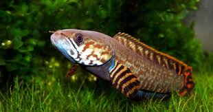 49 spesis ikan air tawar malaysia yang anda harus tahu. 37 Jenis Ikan Gabus Hias Atau Channa Lengkap Beserta Gambarnya Ikanesia Id Gambar Ikan Ikan Hias Budidaya Ikan Ikan Koi Jenis Jenis Ikan Ikan Air Tawar