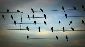 Bird On A Wire Movie Song Pin On Great Minds