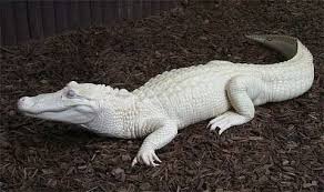 Pin On Animais Albino, insanların vücutlarında normal pigment (renk) olmadan doğdukları genetik bir durumdur. pin on animais
