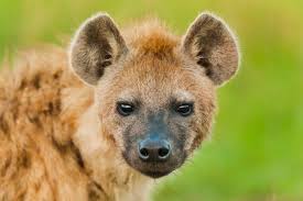 Bacteria Power Social Lives Of Hyenas Hyena Hyena Animal Animals