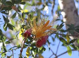 Image result for Stadmannia oppositifolia